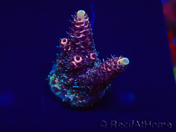 WYSIWYG Acropora Mariculture acclimaté led