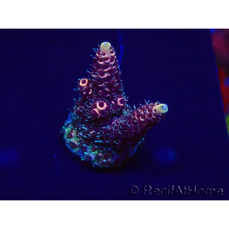 WYSIWYG Acropora millepora15M7 Mariculture acclimaté led