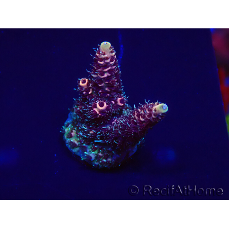 WYSIWYG Acropora Marikultur akklimatisiert LED