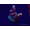 WYSIWYG Acropora Maricultura aclimatada led