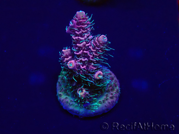 WYSIWYG Acropora Marikultur akklimatisiert LED