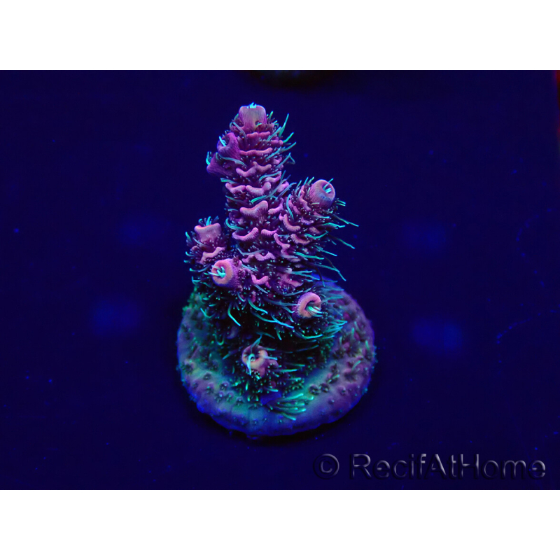 WYSIWYG Acropora millepora 15M8 Mariculture acclimaté led