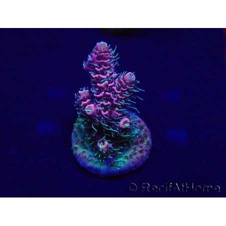 WYSIWYG Acropora millepora Mariculture acclimaté led