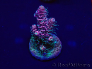 WYSIWYG Acropora millepora 15M8 Mariculture acclimaté led