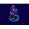 WYSIWYG Acropora millepora 15M8 Mariculture acclimaté led