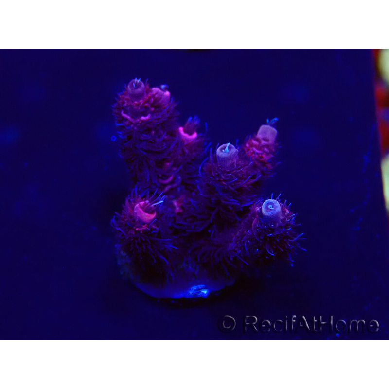 WYSIWYG Acropora Australia acclimated LED