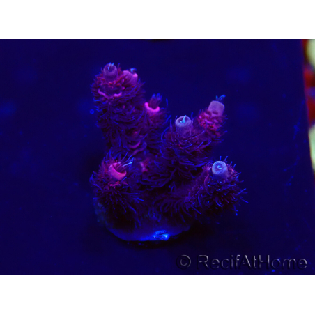 WYSIWYG Acropora hyacinthus 15M9 Mariculture acclimaté led