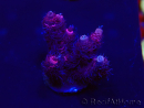WYSIWYG Acropora Australie acclimaté led
