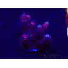 WYSIWYG Acropora hyacinthus 15M9 Mariculture acclimaté led