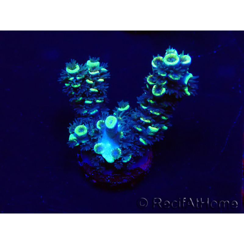 WYSIWYG Acropora Geacclimatiseerde maricultuur LED