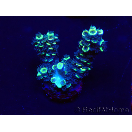 WYSIWYG Acropora Maricoltura acclimatata led