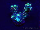 WYSIWYG Acropora Maricoltura acclimatata led