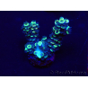 WYSIWYG Acropora Maricultured acclimated LED