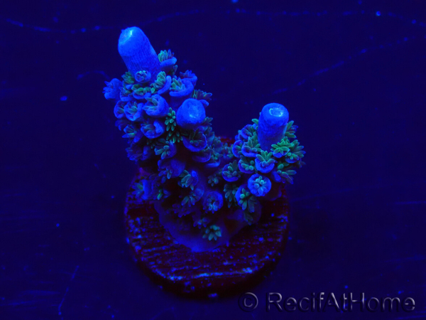 WYSIWYG Acropora Marikultur akklimatisiert LED