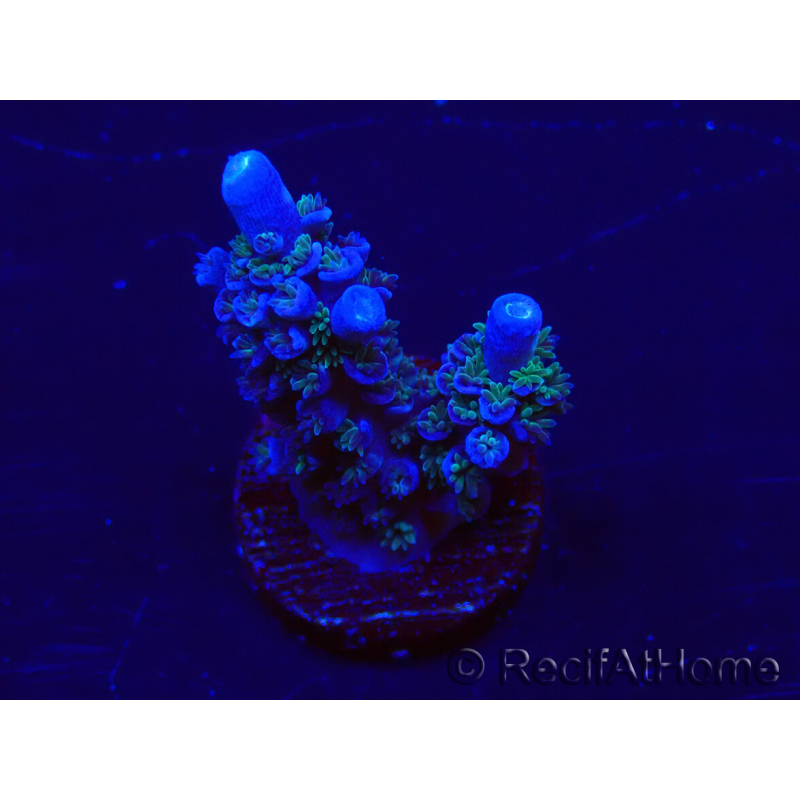 WYSIWYG Acropora 15M11 Mariculture acclimaté led