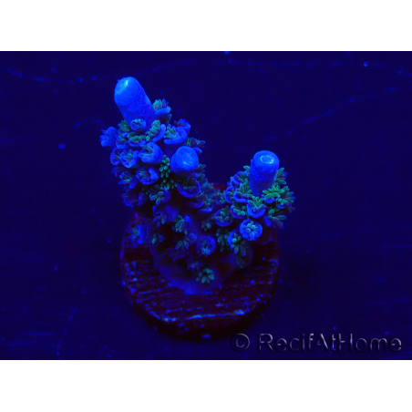 WYSIWYG Acropora 15M11 Mariculture acclimaté led