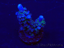 WYSIWYG Acropora Marikultur akklimatisiert LED