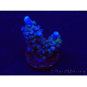 WYSIWYG Acropora 15M11 Mariculture acclimaté led