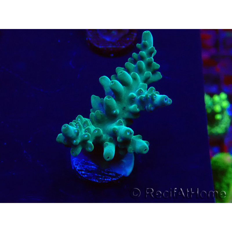 WYSIWYG Acropora granulosa 15N1 Mariculture acclimaté led