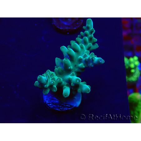 WYSIWYG Acropora Marikultur akklimatisiert LED