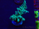 WYSIWYG Acropora granulosa 15N1 Mariculture acclimaté led