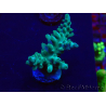 WYSIWYG Acropora Mariculture acclimaté led