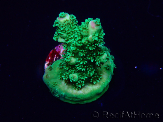 WYSIWYG Acropora Maricoltura acclimatata a LED