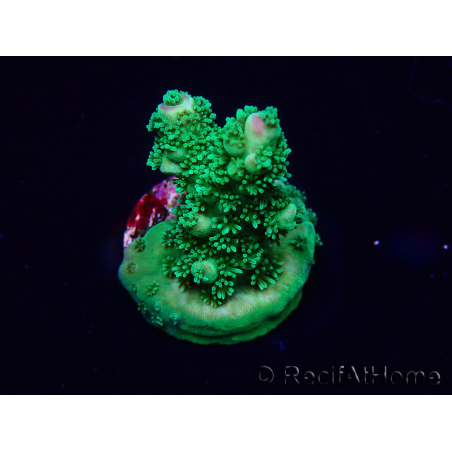 WYSIWYG Acropora Marikultur akklimatisiert LED