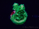 WYSIWYG Acropora Maricoltura acclimatata a LED