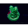 WYSIWYG Acropora Mariculture acclimated LED