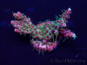 WYSIWYG Acropora Australie acclimaté led