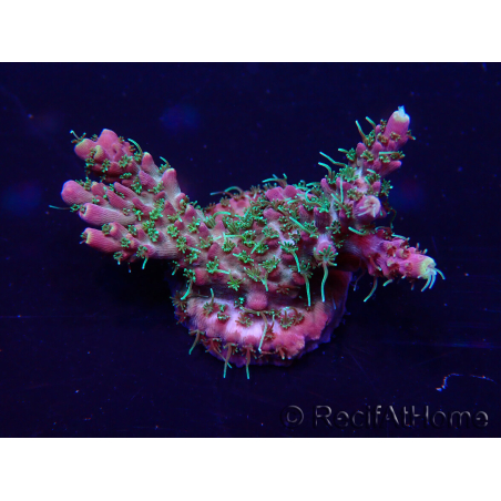 WYSIWYG Acropora 15A2 Mariculture acclimaté led