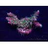 WYSIWYG Acropora 15A2 Mariculture acclimaté led