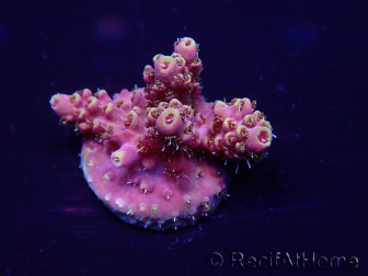 WYSIWYG Acropora Australia acclimatata led