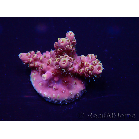 WYSIWYG Acropora Australia acclimated LED