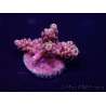 WYSIWYG Acropora Australia acclimated LED