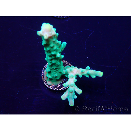 WYSIWYG Acropora 15A5 Mariculture acclimaté led