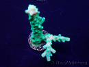 WYSIWYG Acropora Marikultur akklimatisiert LED