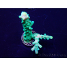 WYSIWYG Acropora acclimaté led