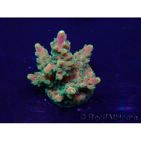 WYSIWYG Acropora Marikultur akklimatisiert LED