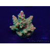 WYSIWYG Acropora 15A7 Mariculture acclimaté led