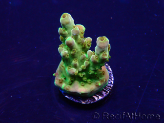 WYSIWYG Acropora Maricultuur geacclimatiseerd LED