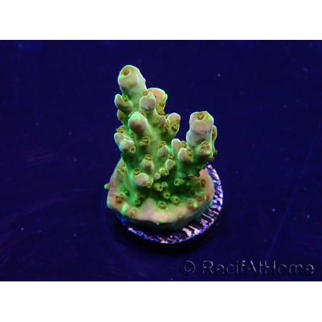 WYSIWYG Acropora 15A8 Mariculture acclimaté led