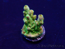 WYSIWYG Acropora Maricultuur geacclimatiseerd LED