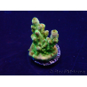 WYSIWYG Acropora Mariculture acclimated LED