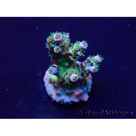 WYSIWYG Acropora Maricultured acclimated LED