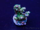WYSIWYG Acropora Mariculture acclimaté led