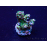 WYSIWYG Acropora Maricultured acclimated LED