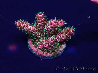 WYSIWYG Acropora Maricultuur geacclimatiseerd LED