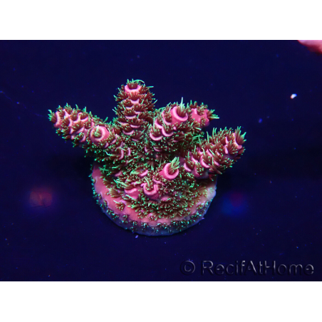 WYSIWYG Acropora Marikultur akklimatisiert LED